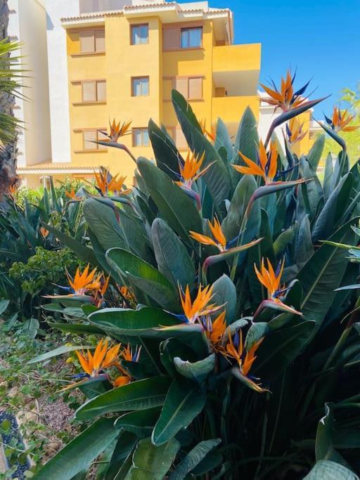 Casa De Flores Torrevieja Eksteriør billede