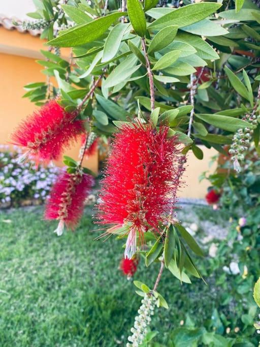 Casa De Flores Torrevieja Eksteriør billede